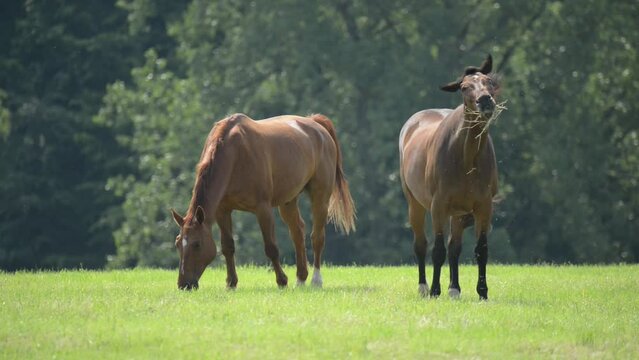 Two brown Oldenburger horses grazing together in a meadow on a pasture in the rural countryside
