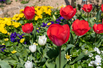 チューリップって綺麗だな
