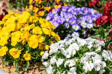 カラフルなお花たち