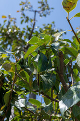 その辺の木と葉っぱ