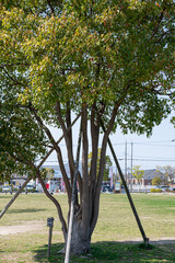 公園にある大きな木