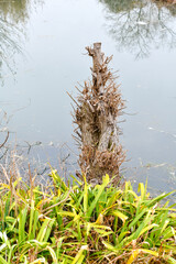 癖のある木と池
