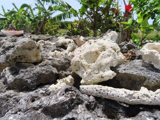 石垣の上に置かれたサンゴ