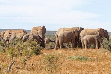 Elefanten im Addo Elephant Park