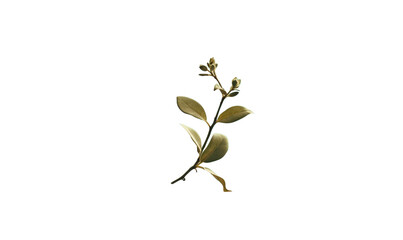 leaves isolated HD transparent background PNG Stock Photographic Image