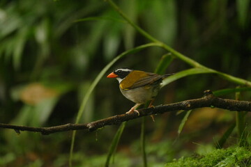orange-billed sparrow (Arremon aurantiirostris) in the cloudforest of Ecuador