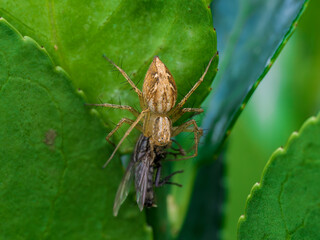 Insecto en el bosque