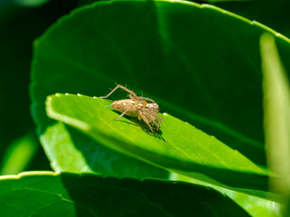 Insecto en el bosque