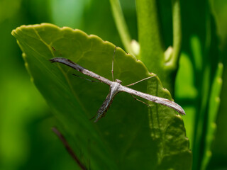Insecto en el bosque