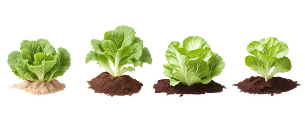 Set of various green cabbage growing in soil isolated on transparent background. Generative AI	