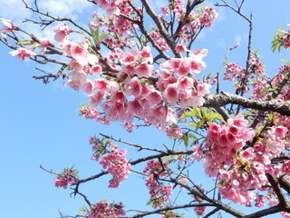 青空と満開の桜