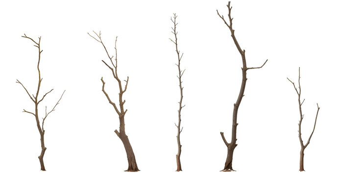Set of various dead dry tree branch isolated on transparent background. Generative AI	