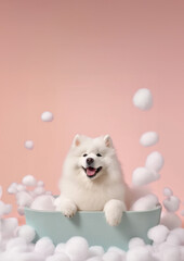 Fototapeta na wymiar Cute Samoyed dog in a small bathtub with soap foam and bubbles, cute pastel colors.