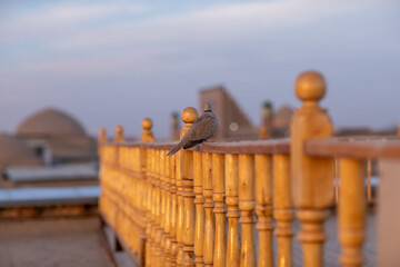 Obraz premium back view of pigeon in khiva