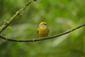 silver-throated tanager (Tangara icterocephala) in the cloudforest of Ecuador