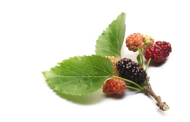 Mulberry fruits with twig and leaves isolated on white  