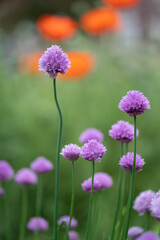 Fototapeta premium Chives (Allium schoenoprasum)