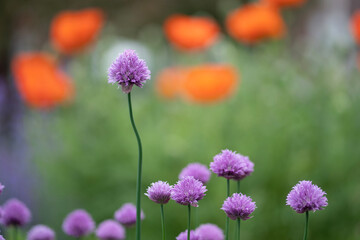 Chives (Allium schoenoprasum)