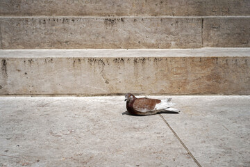 pigeon on stairs - 611674729