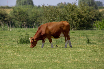 A milk cow grazing in the Dutch meadows. A vital step in the production of the world-famous Dutch cheeses.