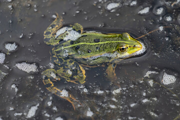 edible frog (Pelophylax kl. esculentus) in water