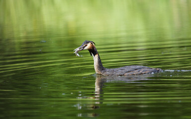 Grebe on the lake on a Green background. Great Crested Grebe, waterbird (Podiceps cristatus)