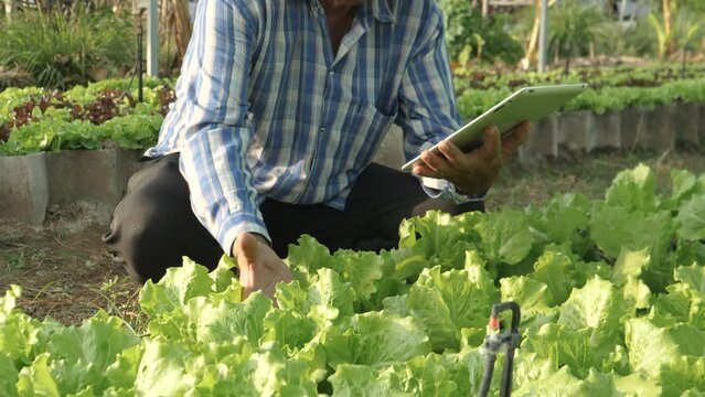 Slow motion, smart senior farmer uses a tablet to take care of organic salad garden.