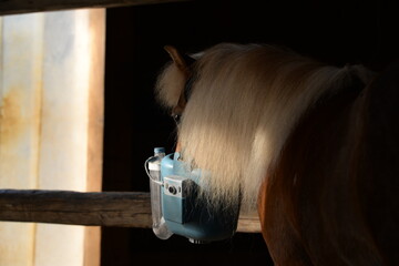 Hustenpony, süßes Shetlandpony mit Inhalator © Grubärin