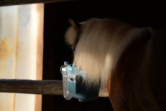 Hustenpony, s&uuml;&szlig;es Shetlandpony mit Inhalator