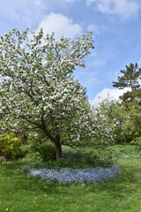 An apple tree in bloom in the garden, Sainte-Apolline, Québec, Canada