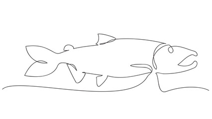 Continuous Line Drawing of salmon.vector illustration