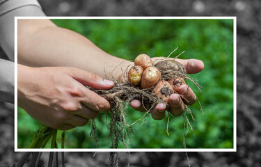 The man is an agronomist, he is holding a bush of young potatoes dug from the bed.
