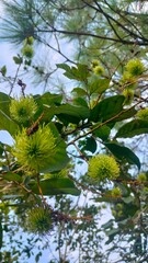 green leaves and sky