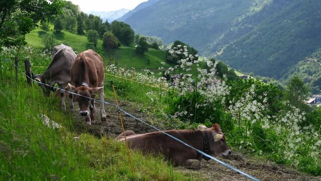 Cow in the mountain. Cow grazing on the meadow in Switzerland. Real time of braunvieh. Brown cattle. Swiss Brown.Grengiols, Valais canton, Switzerland.