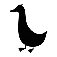 black duck