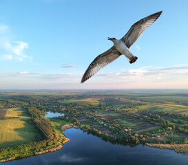 Gull over the lake
