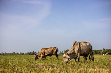 Close-up low angle view of Thai cattle grazing on rice stubble.