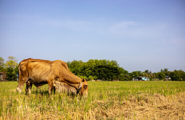 Close-up low angle view of Thai cattle grazing on rice stubble.