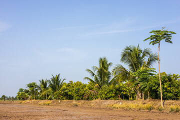 Views of groves and coconut palms thrive on the mounds.