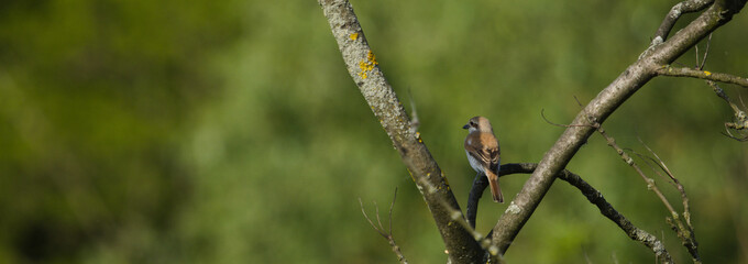 Red backed Shrike (Lanius collurio). Red backed Shrike perched on the branch on green background at spring.