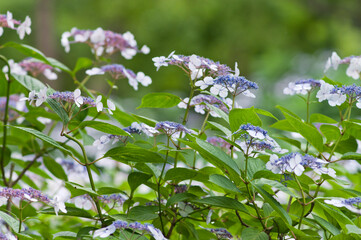 Hydrangea flowers are in bloom in the hydrangea garden.
The name of these flowers is H. m. f. normalis.
Scientific name is Hydrangea macrophylla.Origin is Japan.