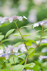 Hydrangea flowers are in bloom in the hydrangea garden.
The name of these flowers is H. m. f. normalis.
Scientific name is Hydrangea macrophylla.Origin is Japan.