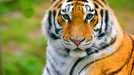 Obraz na płótnie Canvas Beautiful Wild tiger in forest