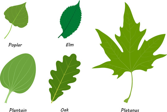 Examples of simple leaves.  Poplar (Populus), elm (Ulmus laevis), plantain (Plantago major), oak (Quercus robur), Platanus orientalis.