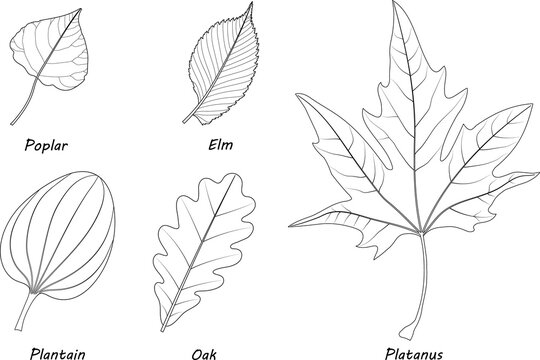 Examples of simple leaves.  Poplar (Populus), elm (Ulmus laevis), plantain (Plantago major), oak (Quercus robur), Platanus orientalis. Black and white illustration.