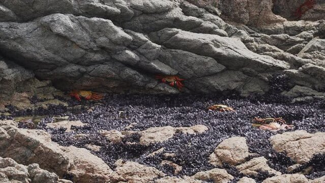 colorful crab crawling over rock surface in Paracas, Peru.