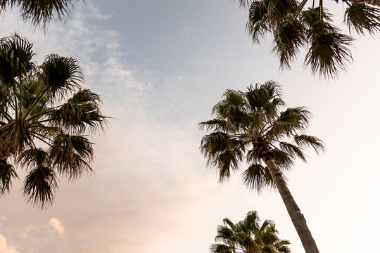 Resort Image [ Palm tree（ヤシの木） ]