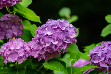 上野公園の紫陽花