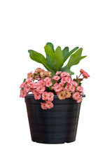 Pink Euphorbia milli or Crown of Thorns flower in black plastic pot isolated on white background included clipping path.