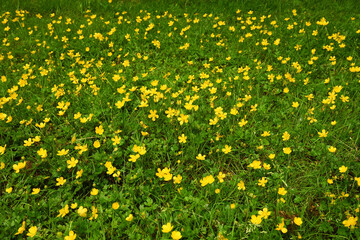Field of buttercup flowers fading to slight shallow depth of field